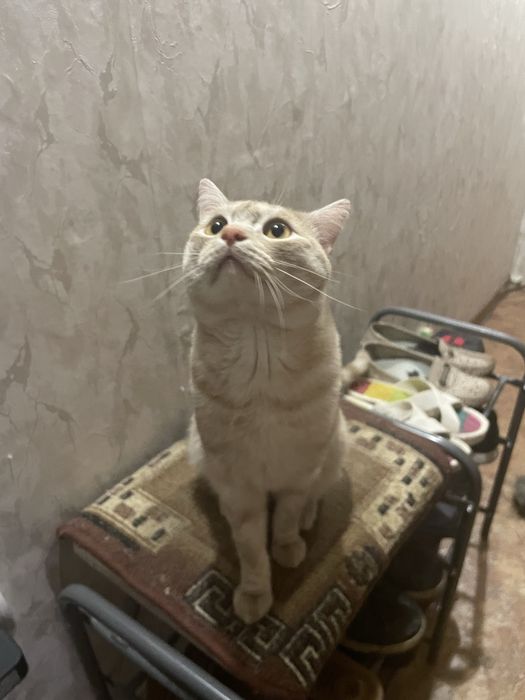 Отдам кота в добрые руки