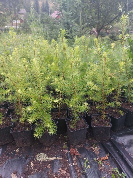 Puieti duglas Pseudotsuga menziesii ghiveci P12- plantare 12 luni/an