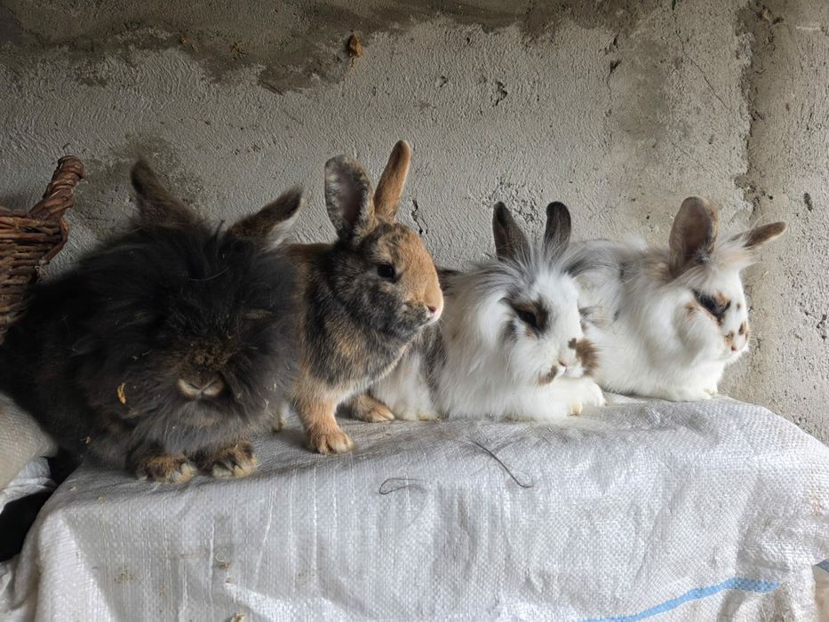 Iepurași Cap de Leu - femele