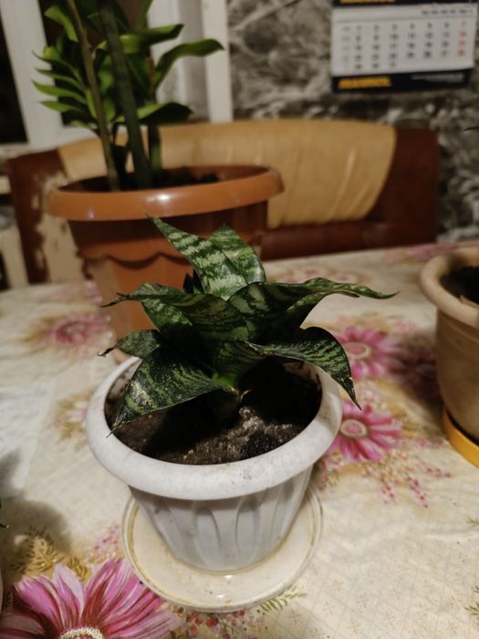 Комнатные цветы продаются