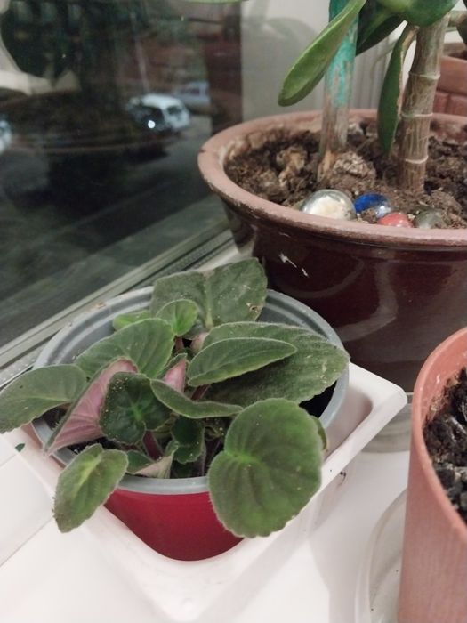 Продам цветы комнатные.