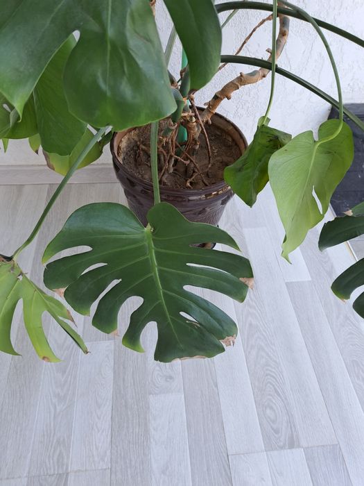 Продаётся монстера