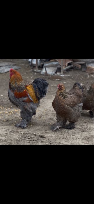 Инкубационный яйцо брама