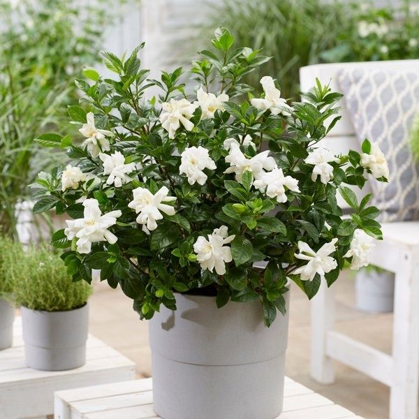 Гарденията (Gardenia jasminoides)