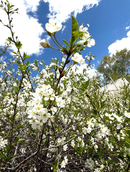 Продам дачу СПП Металлург