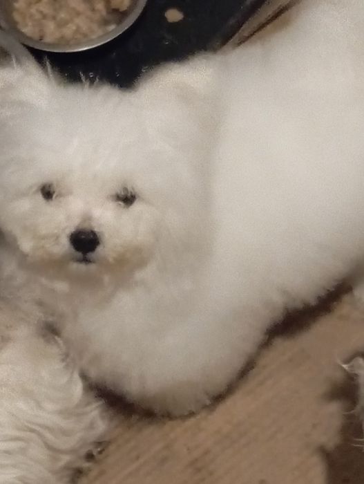 Продам щенка мальтийской болонки.