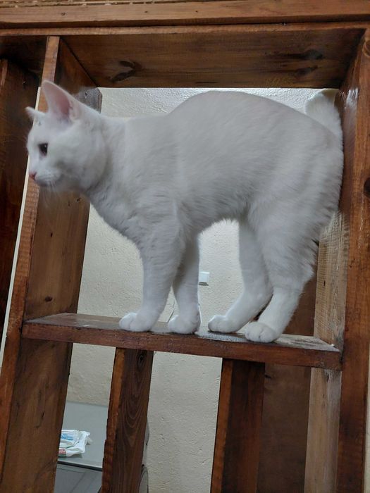 Подарявам Белгийско мъжко коте