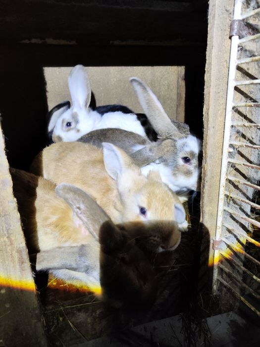 Продаются кролики