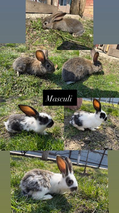 Vând iepuri de doua luni