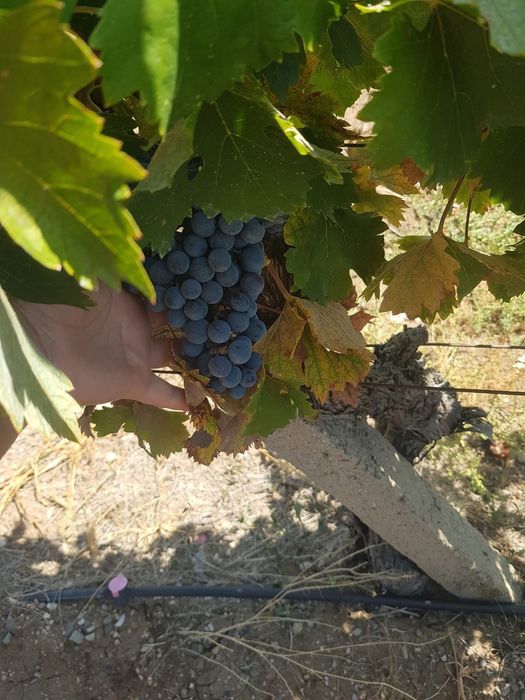 Продавам грозде за вино и ракия