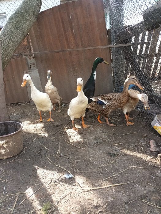 Ouă rațe indiene și serviciu de incubare