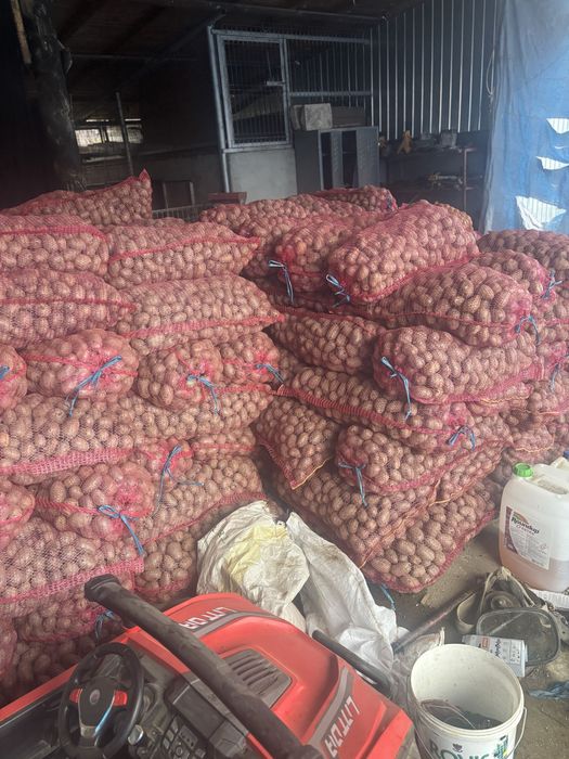 Vand samanta cartofi rosu bellarosa