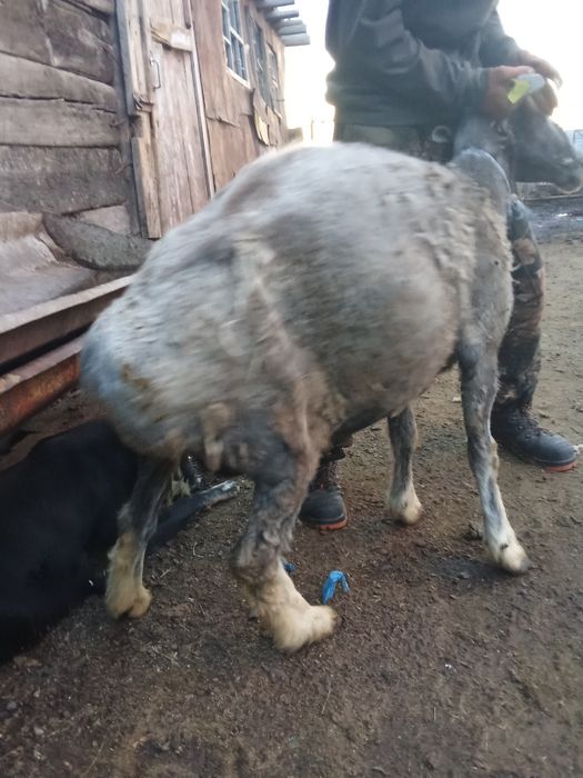 Продам бараних жырные