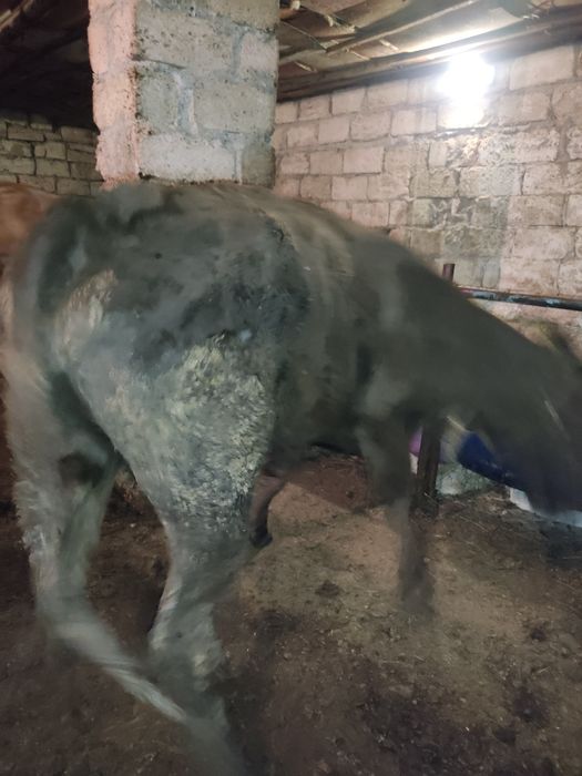 Буаз сиыр сатылады