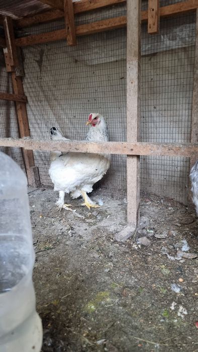 Brama Tovuq sotiladi