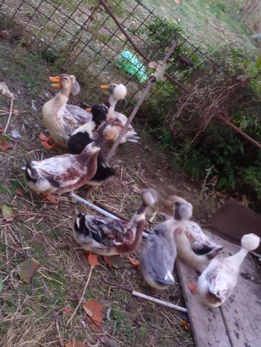 Vând ouă de rață moțată