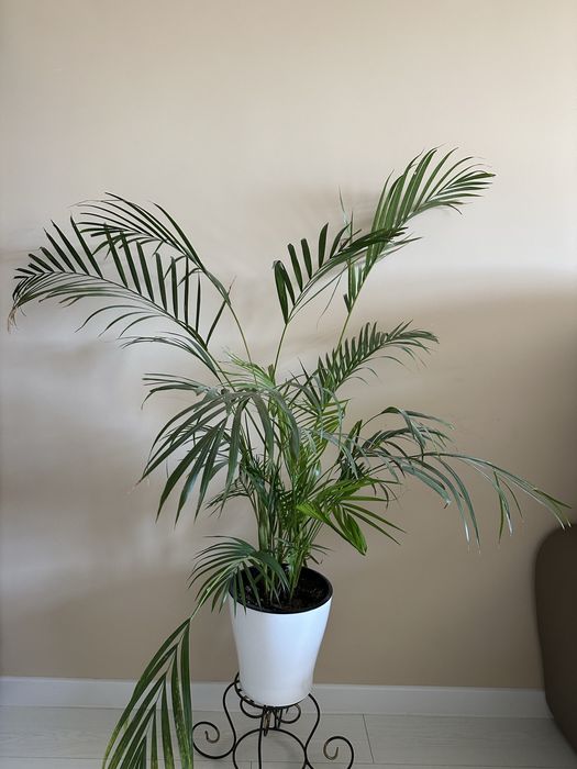 Фитодизайнер / Интерьерный озеленитель