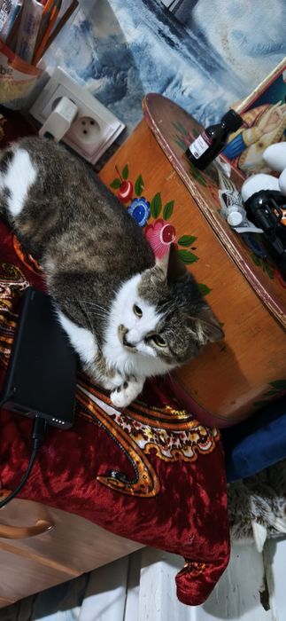 Стерилизованная девочка в ответственные руки