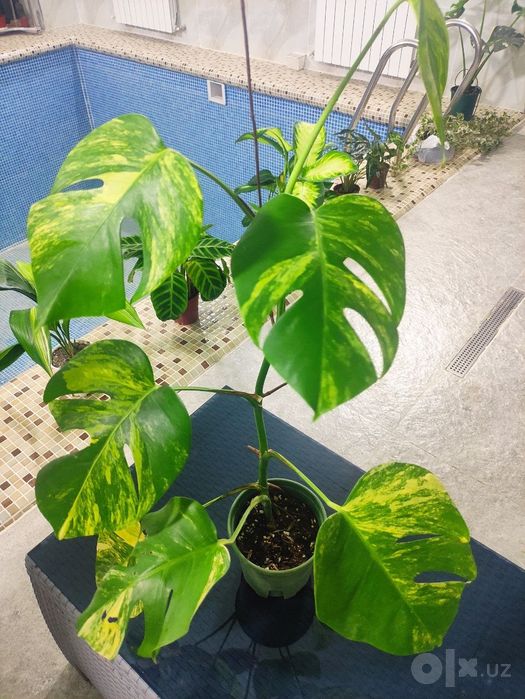 Monstera deliciosa aurea variegata