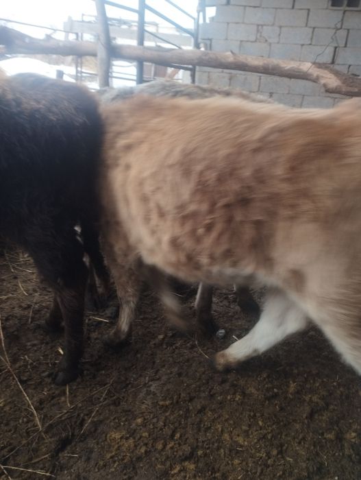 Бузаулар 1 еркек, 2 бас ургашы сатам. 3 бас.