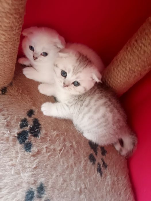 Котята шиншилла  , британцы