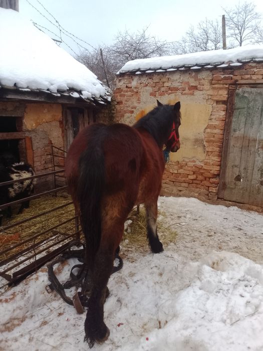 Vând mânză de 6 luni foarte blândă