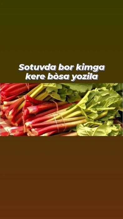 Куксултон равоч довча