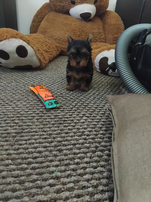 Yorkshire terrier