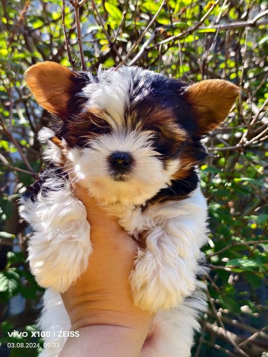 Продам щенков бивера.