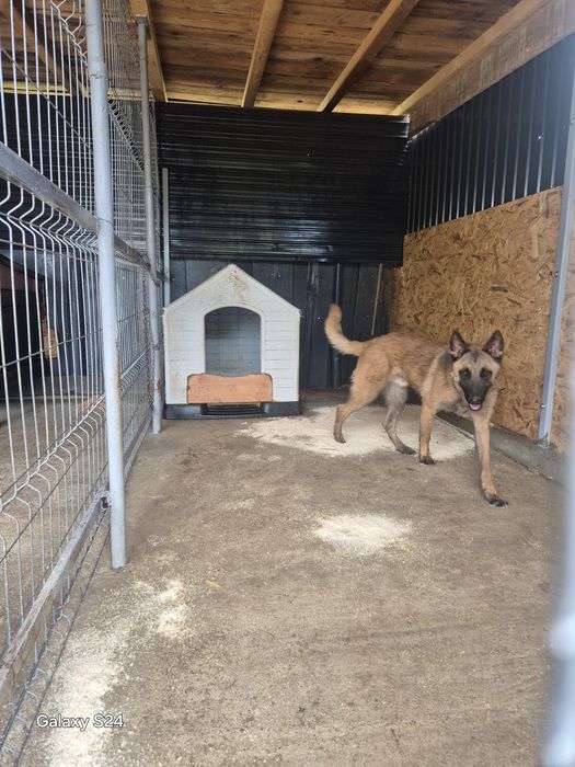 Ciobanesc Malinois