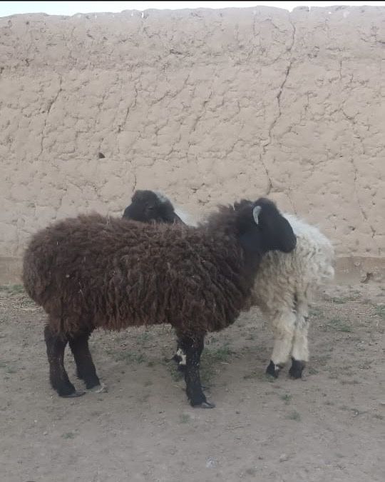 Семыз токты кошкар