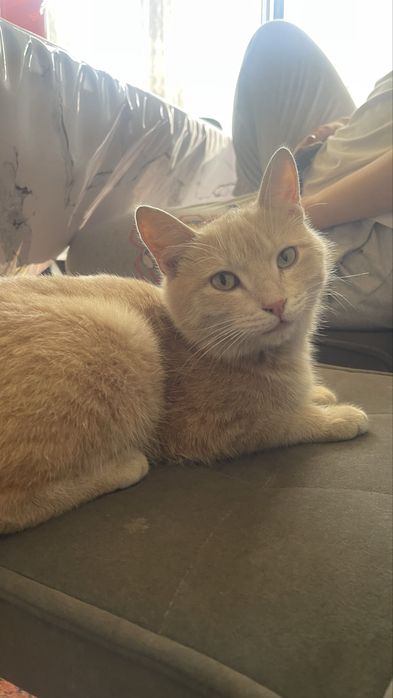 Мысық тегін  беріледі