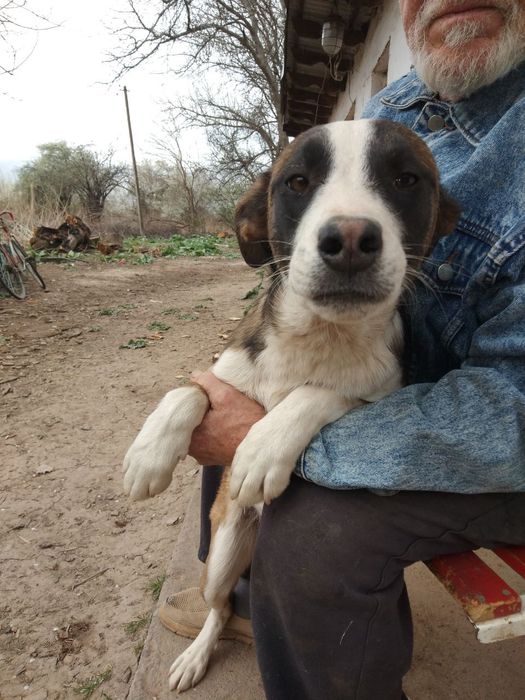 Пидбулл метис Стафор Продается