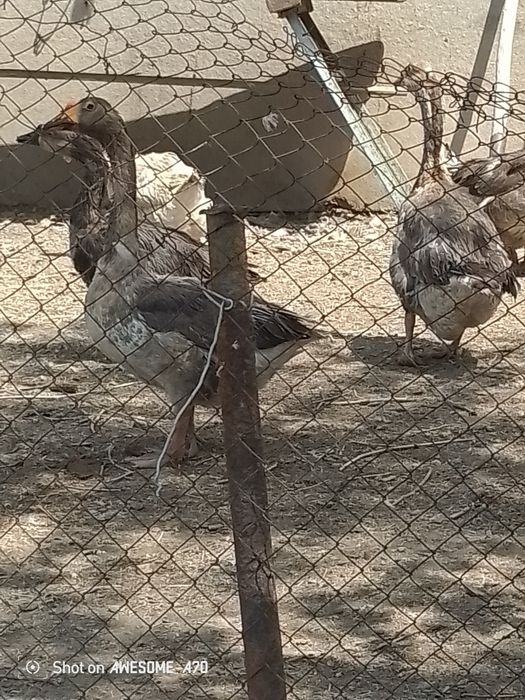 Каз дар сатылады