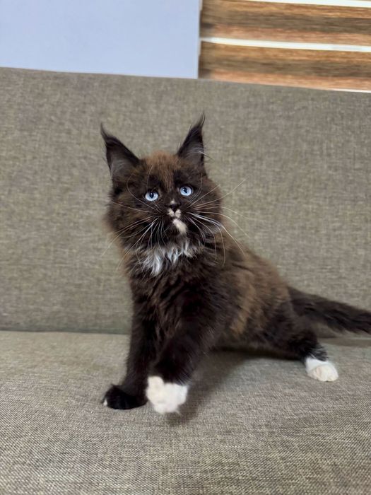 Pisicuta Maine Coon Felisa Autorizata