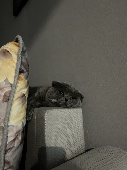 Шотландский кот , 1,5 года