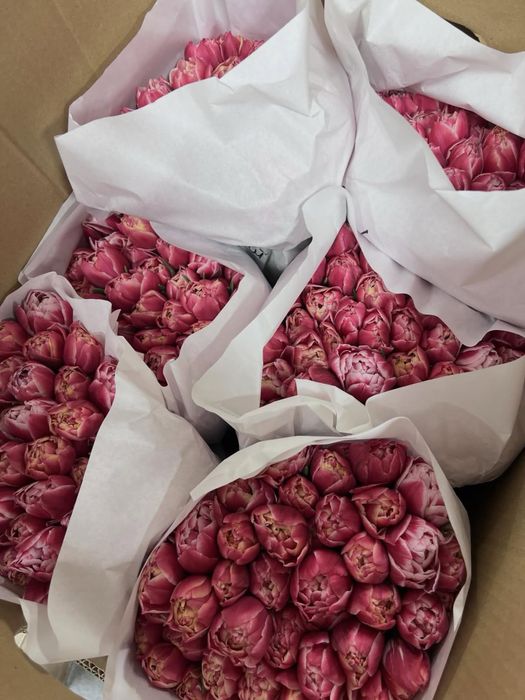 Акция на тюльпаны