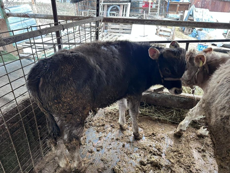 Продам телят 6 месяцев
