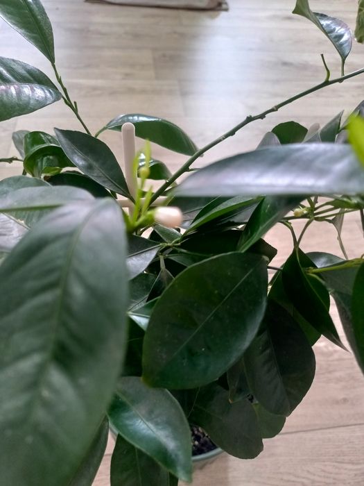 Комнатное мандариновое дерево.