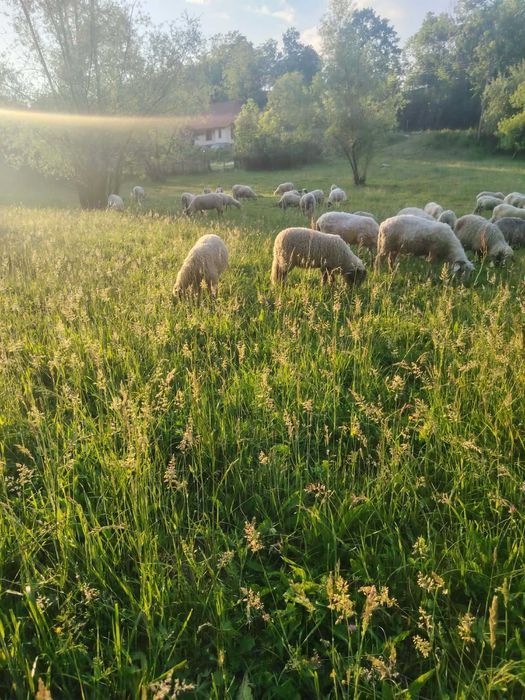 Vand 23 de oii 3 berbeci si 9 miei
