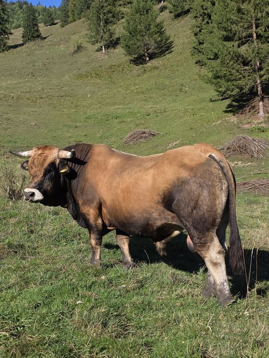 Vând taur Aubrac pentru montă