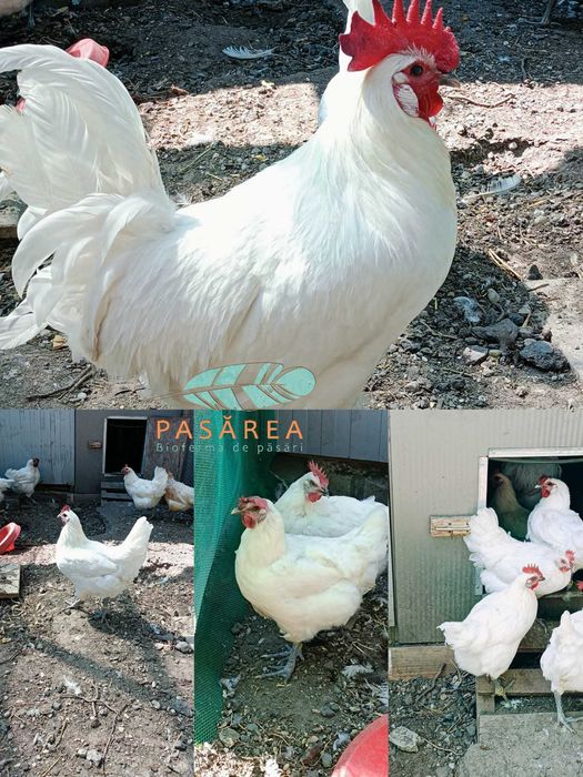 Puişori de găină La Bresse 1 zi, rasă pură