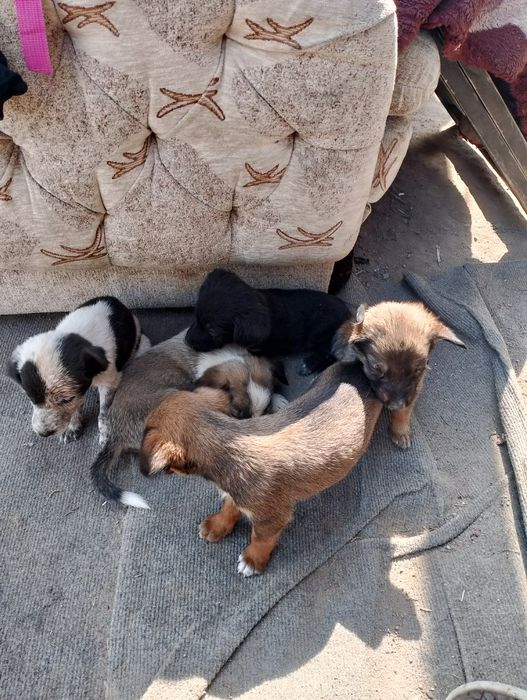 Отдам щенков спаниель