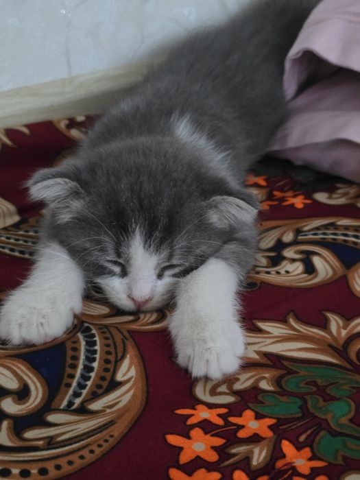 Породистый котенок