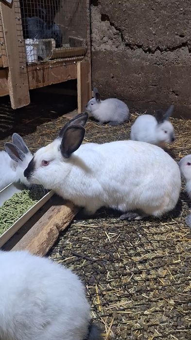 Семейка Калифорний