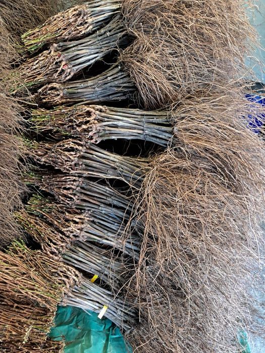 Butași viță de vie altoită sau hibrida