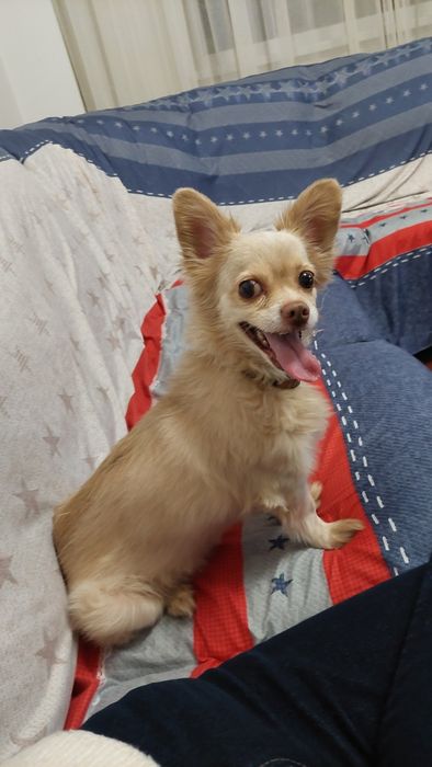 Pet sitter caini rasa mica