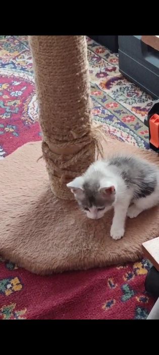 Отдаю котика 1,5 месяцев