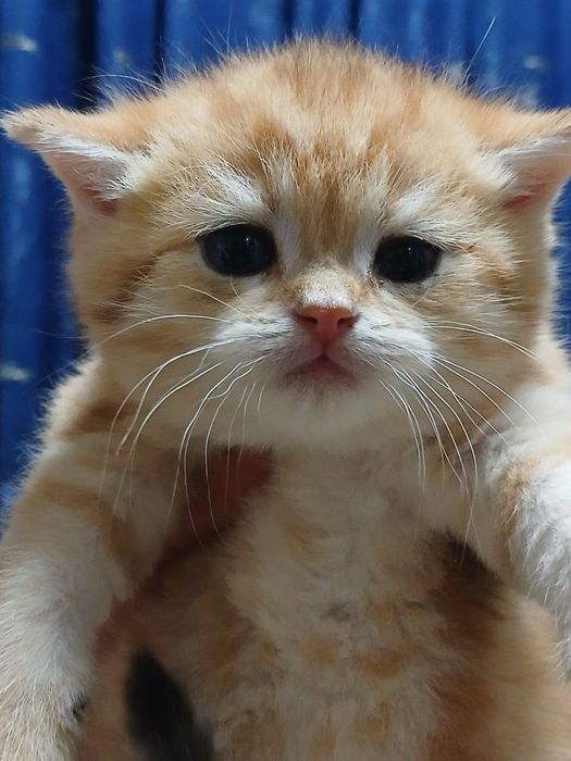 Продам шикарных шиншилл