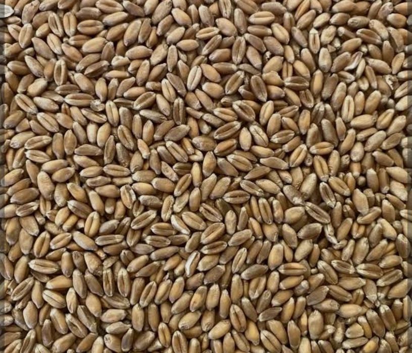 Vând grâu insilozat